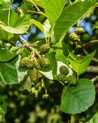 Alnus Glutinosa (140-150 cm) image