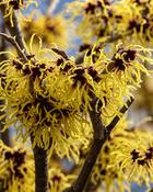 Hamamelis x Intermedia Arnold Promise (70-80 cm)