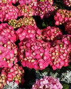 Hydrangea Macrophylla Red Angel (20-25 cm)