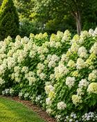 Hydrangea Paniculata Limelight (90-100 cm) image