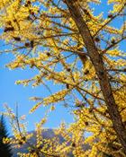 Larix Kaempferi Japanese Larch (60-70 cm) image