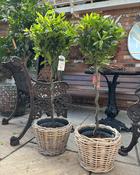 Laurus Nobilis Twisted Stem (60 cm Stem with 30 cm Head)