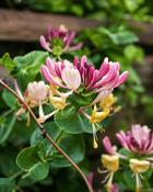 Lonicera Periclymenum (40-45 cm) image