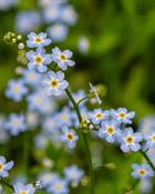 Myosotis Scorpioides (8-12 cm)