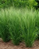 Panicum Virgatum Northwind (20-25 cm)