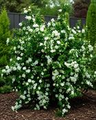 Philadelphus Virginal Mock Orange (90-100 cm) image