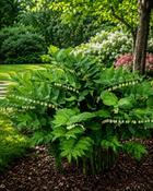 Polygonatum Multiflorum (10-15 cm)