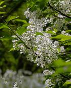 Prunus Padus Bird Cherry (140-150 cm) image