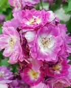 Rosa Veilchenblau (20-25 cm) image