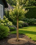 Salix Integra Flamingo (80 cm + 15-20 cm)