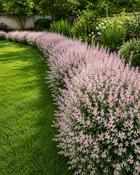 Salix Integra Flamingo (15-20 cm)