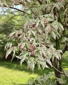 Acer Palmatum Ukigumo (70-80 cm)