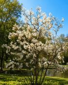 Amelanchier Lamarckii Canadensis - Multi-Stem (150-160 cm)