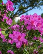 Azalea Geisha Lilac (20-25 cm) image