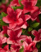 Azalea Hino Crimson (20-25 cm) image