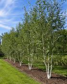 Betula Utilis Jacquemontii Multi-stem (170-180 cm) image