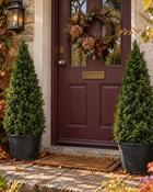 Buxus Sempervirens Cone (90-100 cm)