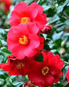 Camellia Japonica Dr King (45-50 cm)