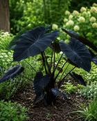 Colocasia Black Magic (25-30 cm)