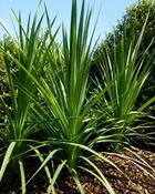 Cordyline Australis (65-70 cm) image