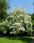 Cornus Florida Flowering Dogwood (70-80 cm)