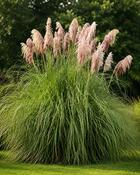 Cortaderia Selloana Rose Plume image