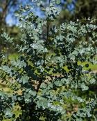 Eucalyptus Gunnii (90-100 cm) image