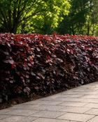 Fagus Sylvatica Atropunicea Purple Beech (55-60 cm) image