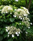 Hydrangea Anomala Petiolaris (55-60 cm) image