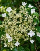 Hydrangea Anomala Petiolaris Miranda (45-50 cm) image