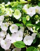 Hydrangea Hybrida Runaway Bride (25–30 cm) image