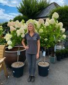 Hydrangea Paniculata Limelight (90 cm Stem + 35-40 cm Head) image