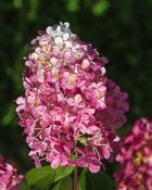 Hydrangea Paniculata Pink Light (70 cm Stem + 20-25 cm Head) image