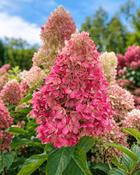 Hydrangea Paniculata Red Light (70 cm Stem + 20-25 cm Head) image