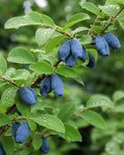Lonicera Kamtschatica image