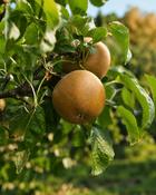 Malus Ardcairn Russet image