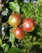 Malus Ballyfatten image