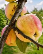 Malus Cavan Sugarcane image