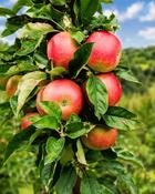 Malus Domestica Beauty of Bath (130-140 cm) image