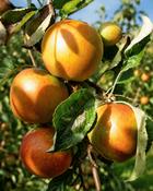 Malus Domestica Coxs Orange Pippin (130-140 cm) image