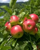 Malus Domestica Discovery (130-140 cm) image