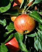 Malus Domestica Fiesta image