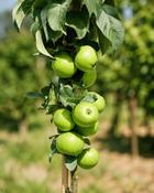 Malus Domestica Greencats