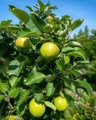 Malus Domestica James Grieve (130-140 cm)