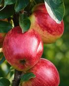 Malus Domestica Redcats