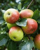 Malus Irish Molly image