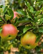 Malus Irish Pitcher image