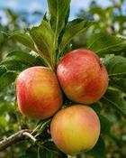 Malus Kerry Pippin image