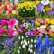 Mixed Bulbs (500 Bulbs) image