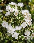 Myrtus Communis Glanleam (20-25 cm) image